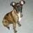 Brindle_Pup
