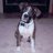 joeboxersmom