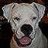 white_boxer