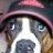 dieselhound