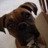 boxerlove02