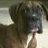 GeminiBoxer