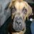 Bailey_Boxer