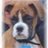 RockyBlueDog