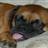 Zigster