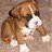 Devil_Boxer