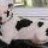 Moo'sMomma
