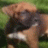Cooper13