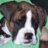 boxersophmom