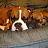 myboxerbabys