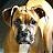 Ginger022506
