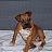 loveourboxer