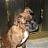 newfieboxer