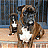 NorthyBoxers