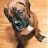 bugsyBoxer