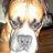 BoxerDiva