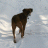 NBBoxer