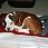 allicat