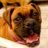 miamiboxer