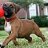 jowls