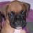 LaxLoveBoxer