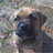 parkersBoxer