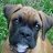 Zoeytheboxer