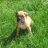OurFirstPup