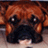 N2Boxers
