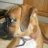 Laylaspetmom