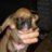 momspuppies