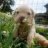 HostelDog