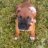 RoxieBaby