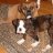 LoveThyDogs
