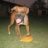 BrownDog