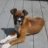 myboxergriz
