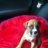 Bailey Girl