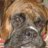 BoxerKay