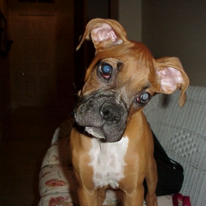 Maggie V