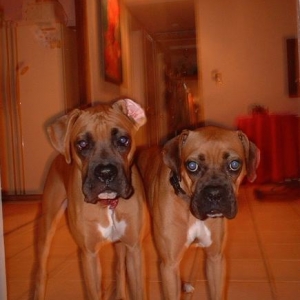 do you want to adopt us