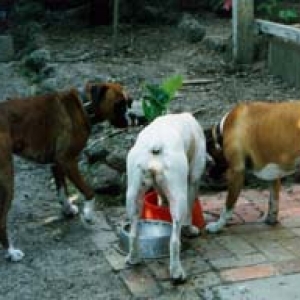 3 Of A Kind