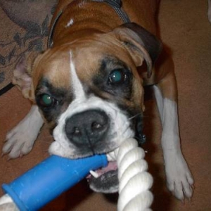 Bandi playing tug o war
