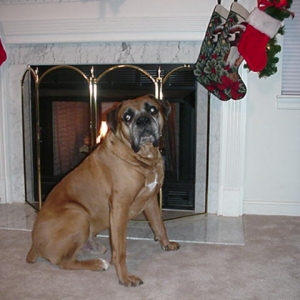 Baxter by the fireplace