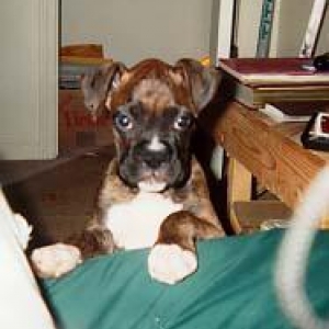 Puppy