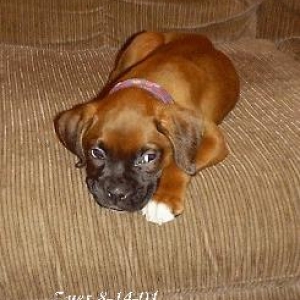 Puppy