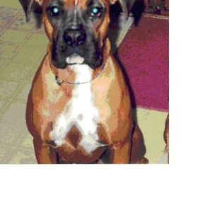 Missing Boxer Penny