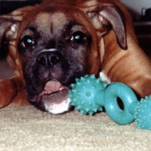 Just chewing on my toy...