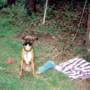 Jingo the Campin' Dog