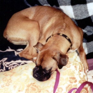 Pooped Pooch