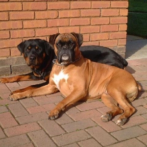 Billy and Tommy sunbathing